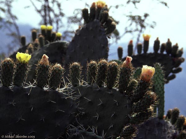 inka01_cactus