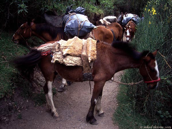 inka02_horses