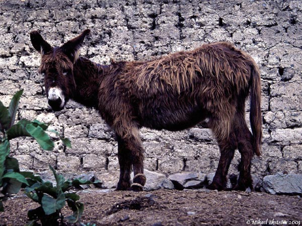 inka03_mule