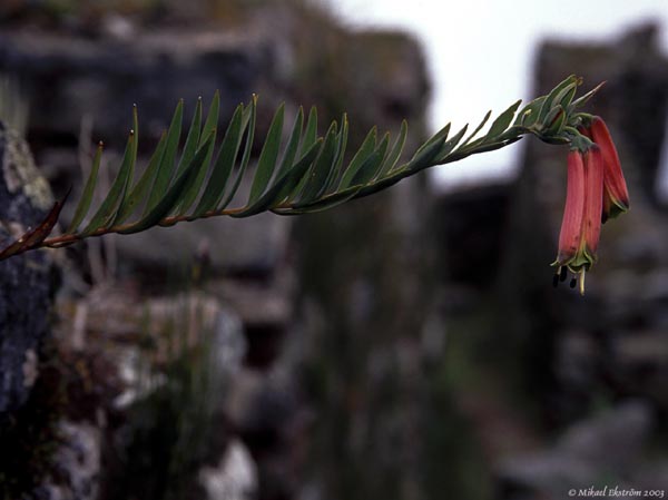 inka14