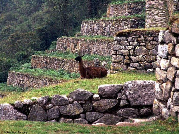 machupicchu03
