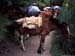 inka02_horses