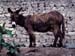inka03_mule